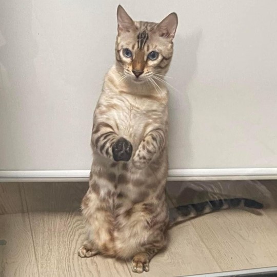Diego cat lost 10 may